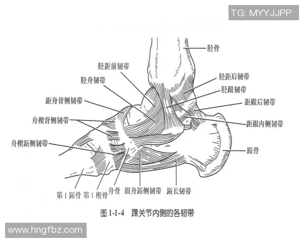 足球距骨的结构与功能解析及其在运动损伤中的重要性探讨